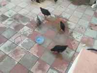 Chickens — photo 2