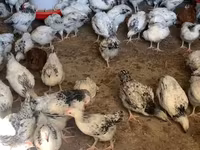 Chickens — Foto 2