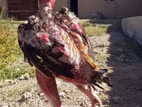 Chickens — zdjęcie 1