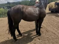Égua, Međimurje horse — foto 6