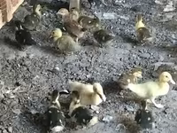 Ducks — foto 7