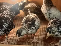 Yapon Bantam — foto 6