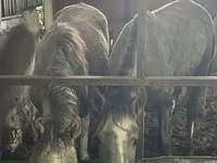Mare, Horses — photo 1