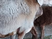 Sheep, Sheep — photo 3