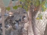 Domestic Muscovy — photo 2