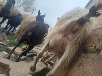 Cabra, Saanen goat — foto 4
