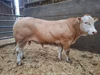 Buğa, Blonde d’Aquitane cattle — foto 4