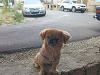 Cins: Pekinges (Pekingese) Rəng: açıq qəhvəyi/qızılı Cinsiyyəti: erkək — फ़ोटो 5