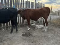 Kuh, Simmental cattle — Foto 3