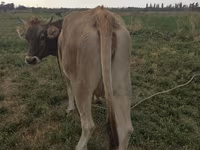 Cow, Brown Mountain — photo 2