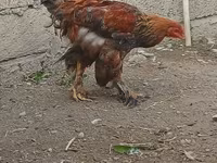 براهما — الصورة 6