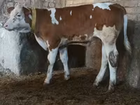 Bull, Simmental cattle — photo 1