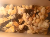Chickens — photo 2