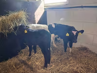 Bulle, Simmental cattle — Foto 5