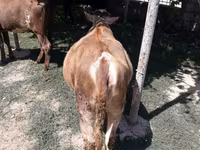 Cow, Simmental cattle — photo 4