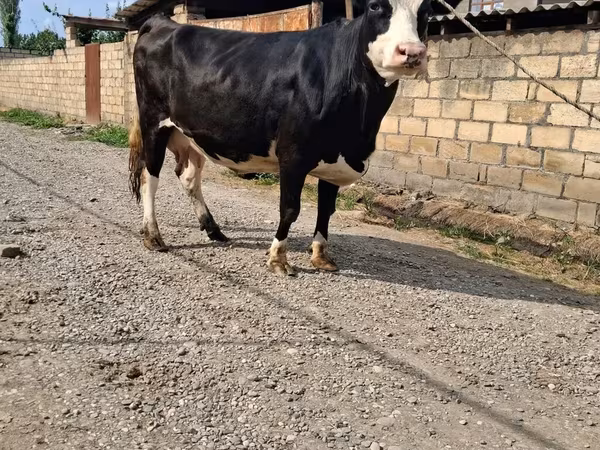 Cow, Holstein breed