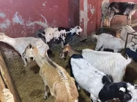 Goats (batch, sex not specified), Goats — photo 7