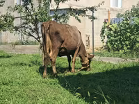 İnək, Swiss cattle — foto 4