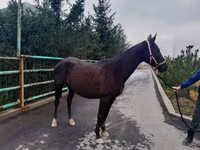 فرس, Akhal-Teke — الصورة 4