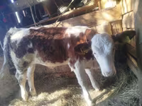 İribuynuzlu mal-qara (partiya, cinsi göstərilməyib), Simmental cattle — foto 1
