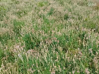 Կորնգանի խոտի տուկ — photo 3