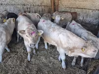 Býk, Charolais cattle — foto 3