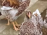 Australian Pit Game fowl — photo 7