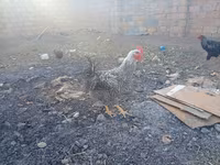 Chickens — foto 4