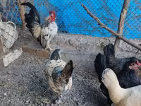 Chickens — Foto 1
