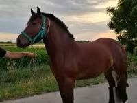 Mare, Horses — photo 3
