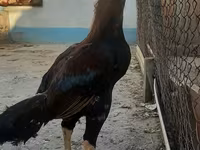 Chickens — الصورة 1