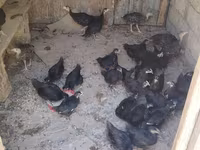 Australorp — photo 2