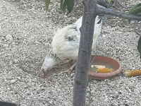 Chickens — photo 4