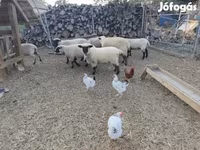 Owca, German Blackheaded Mutton sheep — zdjęcie 2