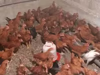 Chickens — Foto 5