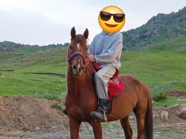 Koń, Anglo-Arabian