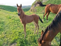 At, Akhal-Teke — foto 1