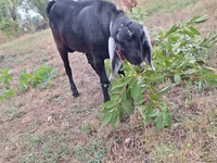 Ziegenbock, Nubian Goat — Foto 4