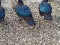 Ducks — photo 3