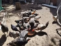 Chickens — 照片 4