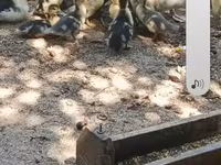 Domestic Muscovy — photo 5