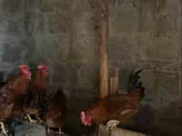 Chickens — الصورة 2