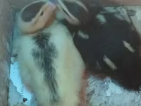 Ducks — foto 1