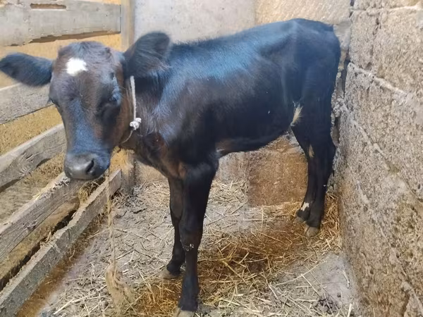 Cow, Aberdeen-Angus