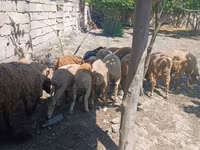 भेड़, भेड़ — फ़ोटो 3