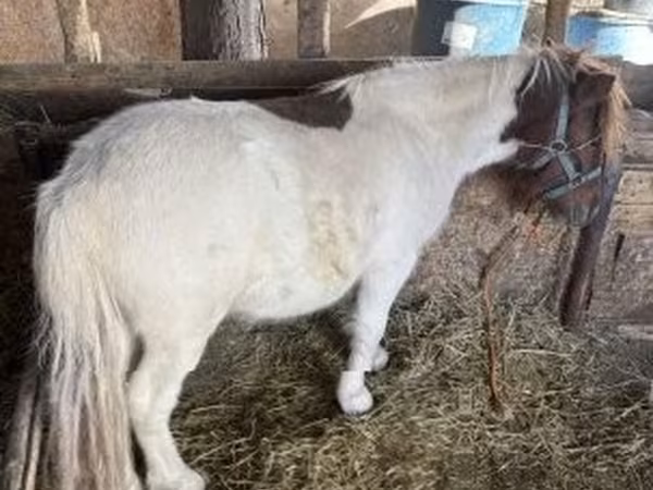 Cavalo, Cavalos