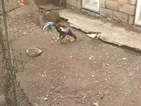 Chickens — foto 8