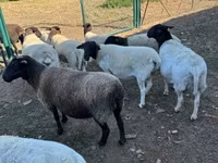 Ovce, Dorper sheep — foto 4