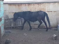 Кобила, Horse breed — фото 1