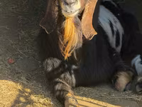 Cabro, Nubian Goat — foto 2